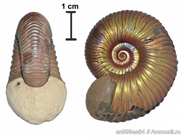 аммониты, Eboraciceras, Ammonites, Eboraciceras rybinskianum