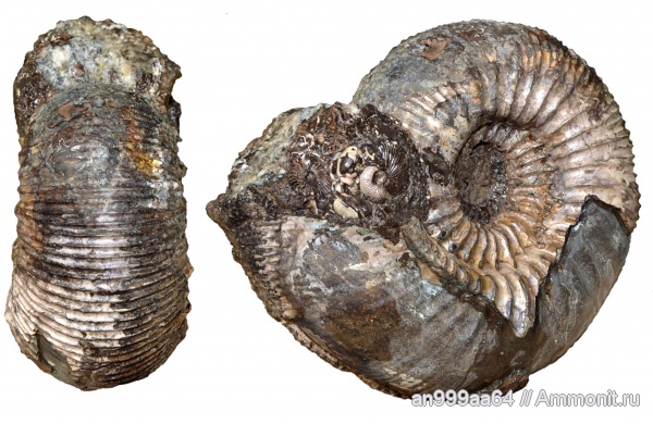 аммониты, Pseudocadoceras, Kepplerites, Kosmoceratidae, Gowericeras, Ammonites, Kepplerites  toricelli