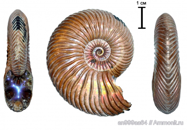 аммониты, юра, микроконхи, келловей, Quenstedtoceras, Дубки, Ammonites, Quenstedtoceras henrici, Microconchs, Callovian, Jurassic, Middle Jurassic