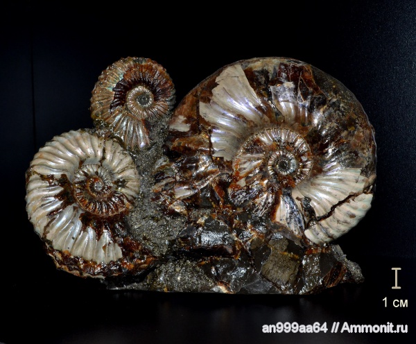 аммониты, Deshayesites, устье, Ammonites