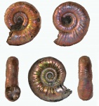 Perisphinctidae