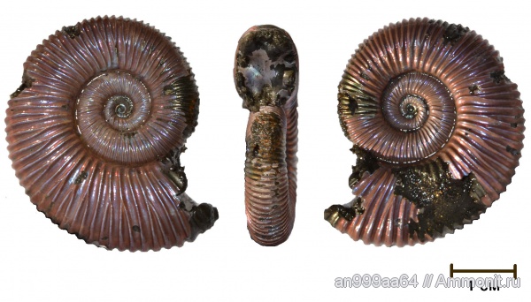 аммониты, Peltoceras, Ammonites, Aspidoceratidae