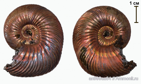аммониты, Quenstedtoceras, Quenstedtoceras lamberti, Дубки, прижизненные повреждения, Ammonites