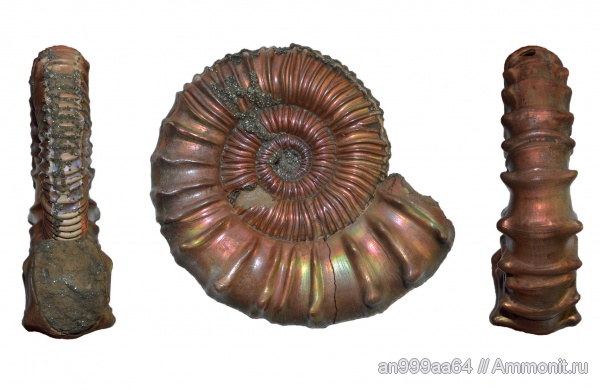 аммониты, макроконхи, Peltoceras, Дубки, Ammonites, Peltoceras schroederi, Peltoceratinae, Aspidoceratidae, Macroconchs