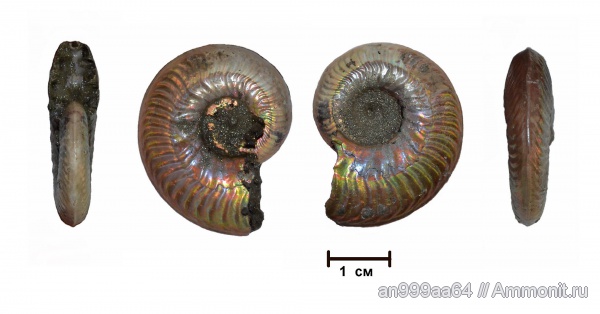 аммониты, юра, келловей, Sublunuloceras, Hecticoceratinae, Ammonites, Sublunuloceras chatillonense, Callovian, Jurassic, Middle Jurassic
