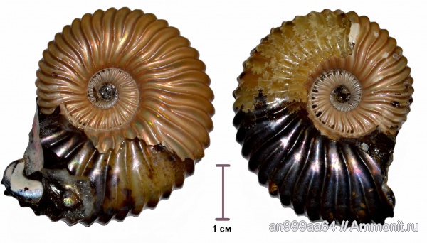 аммониты, Deshayesites, апт, Ammonites, Aptian