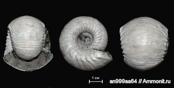 аммониты, юра, нижний келловей, Cadoceras, Cadoceratinae, Cardioceratidae, Ammonites, Paracadoceras, Paracadoceras elatmae, Jurassic, Lower Callovian