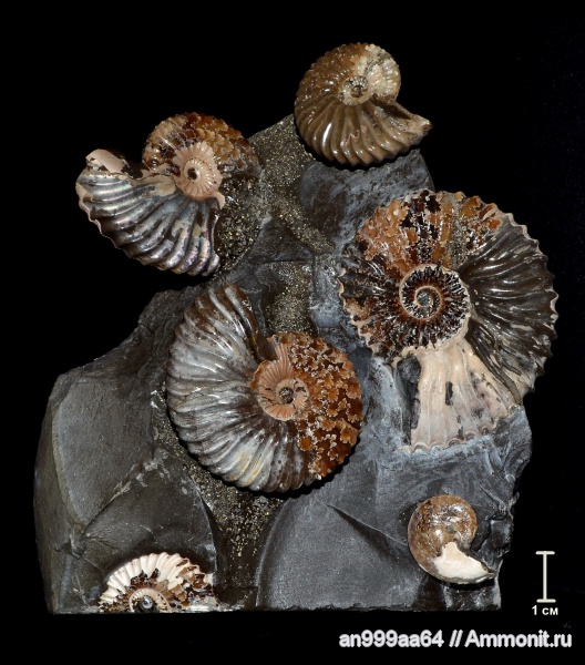 аммониты, микроконхи, Deshayesites, Ammonites, лопастные линии, Microconchs