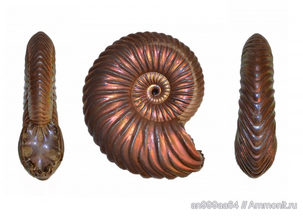 аммониты, юра, Quenstedtoceras, Дубки, Ammonites, Quenstedtoceras paucicostatum