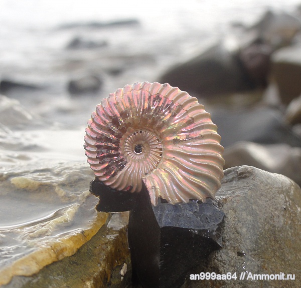 аммониты, Deshayesites, Саратовская область, Ammonites