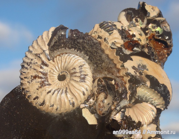 аммониты, гетероморфные аммониты, Deshayesites, Aconeceras, Aconeceras trautscholdi, Ammonites, Volgoceratoides, Sinzovia, Sinzovia trautscholdi, Aptian, heteromorph ammonites