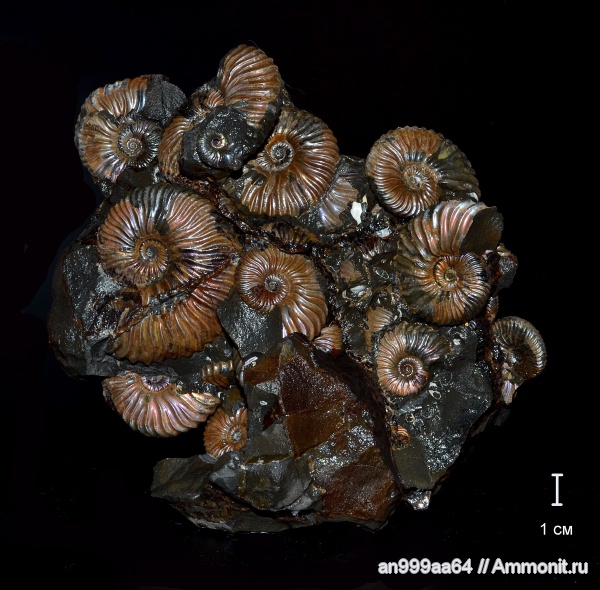 аммониты, мел, Deshayesites, Ammonites, Deshayesitidae, Aptian, Cretaceous