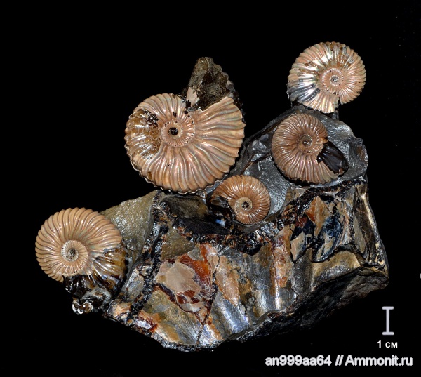 аммониты, Deshayesites, Ammonites, Deshayesitidae, Aptian