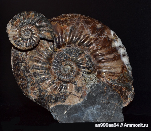 аммониты, макроконхи, микроконхи, Deshayesites, устье, Ammonites, Microconchs, Macroconchs