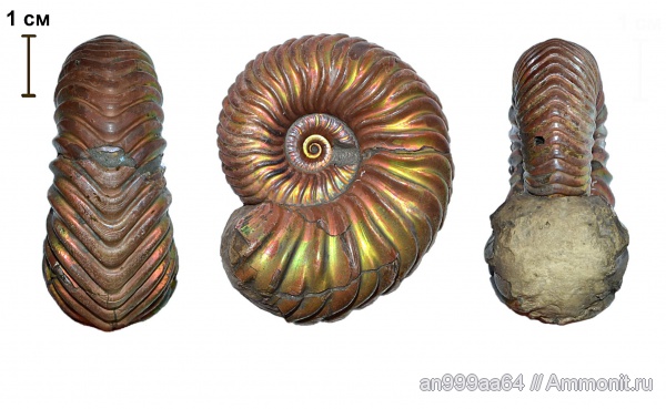 аммониты, юра, келловей, Дубки, Vertumniceras, Саратовская область, Ammonites, Vertumniceras omphaloides, Callovian, Jurassic, Middle Jurassic