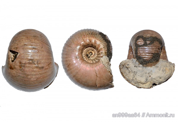 аммониты, макроконхи, Дубки, Eboraciceras, Eboraciceras carinatum, Ammonites, Macroconchs