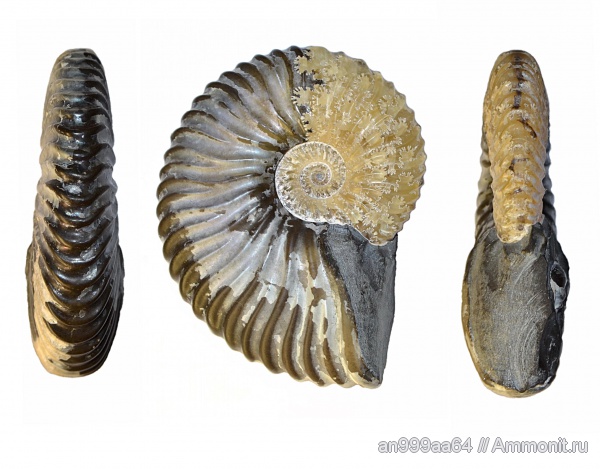 Deshayesites, апт, устье, лопастные линии, Deshayesites volgensis, Deshayesitidae, Aptian