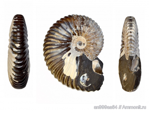 Deshayesites, апт, Aconeceras, лопастные линии, Deshayesitidae, Deshayesites consobrinoides, Aptian