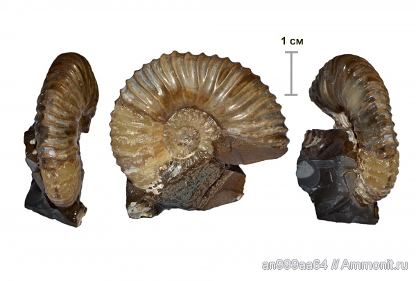 Deshayesites, апт, прижизненные повреждения, Deshayesitidae, Aptian