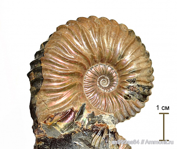 Deshayesites, апт, Deshayesites volgensis, Deshayesitidae, Aptian