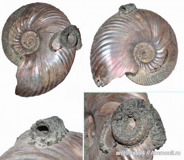 аммониты, серпулы, Serpula, келловей, Quenstedtoceras, Quenstedtoceras lamberti, Дубки, Serpulidae, Ammonites, обрастание, Mucroserpula tricarinata, Epizoans, Callovian, Middle Jurassic