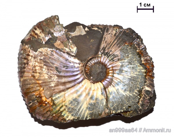 аммониты, Macrocephalites, Ammonites, Macrocephalites verus