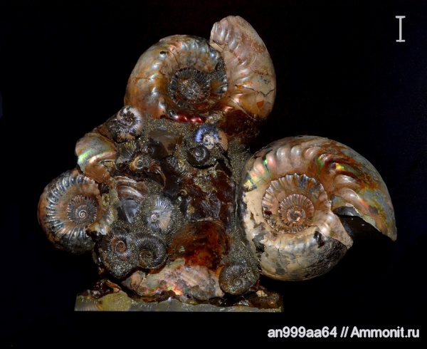 аммониты, юра, нижний келловей, Pseudocadoceras, Cadoceras, Cadoceras elatmae, Cadoceratinae, Cardioceratidae, Ammonites, Jurassic, Lower Callovian