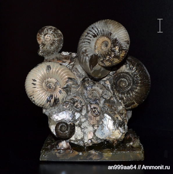 аммониты, юра, нижний келловей, Pseudocadoceras, Cadoceras, Cadoceras elatmae, Cadoceratinae, Cardioceratidae, Ammonites, Jurassic, Lower Callovian