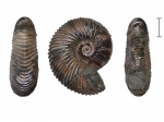 Pseudocadoceras sp. Pseudocadoceras sp.