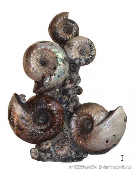 аммониты, юра, нижний келловей, Pseudocadoceras, Cadoceras, Cadoceras elatmae, палеоарт, устье, Cadoceratinae, Cardioceratidae, Ammonites, Jurassic, Lower Callovian