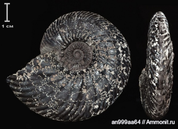 аммониты, Quenstedtoceras, Quenstedtoceras lamberti, Ammonites, muscle scars, Сторожевка