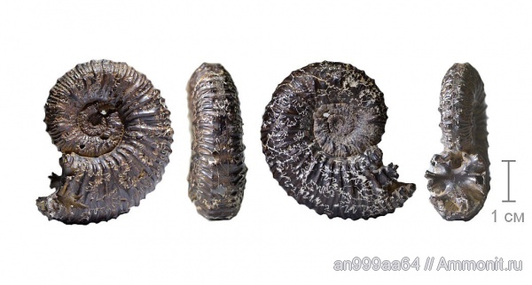 аммониты, Kosmoceras, Ammonites, muscle scars, Сторожевка