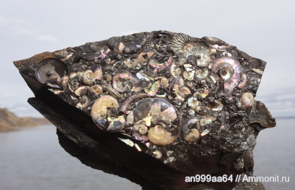 аммониты, мел, гетероморфные аммониты, Deshayesites, Aconeceras, Aconeceras trautscholdi, Ammonites, Volgoceratoides, Aconeceratidae, Aptian, Cretaceous, heteromorph ammonites