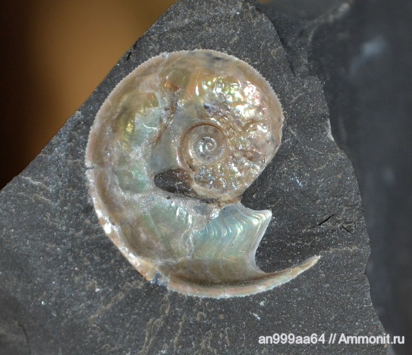 аммониты, мел, апт, Aconeceras, Aconeceras trautscholdi, устье, Ammonites, Sinzovia, Sinzovia trautscholdi, Aconeceratidae, миниконхи, Aptian, Cretaceous, Miniconchs