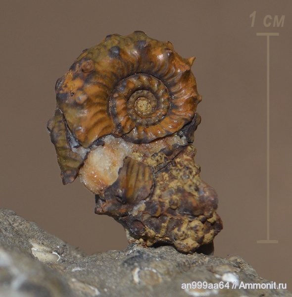 аммониты, Kosmoceras, келловей, Ammonites, Callovian, Middle Jurassic