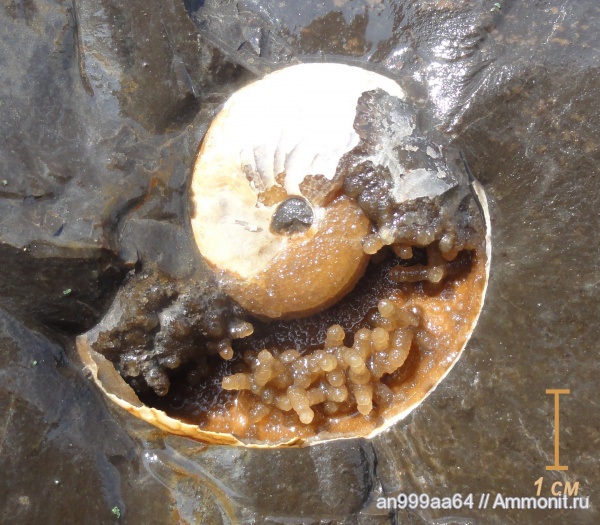 аммониты, мел, апт, Aconeceras, Aconeceras trautscholdi, Ammonites, Sinzovia, Sinzovia trautscholdi, Aconeceratidae, Aptian, Cretaceous