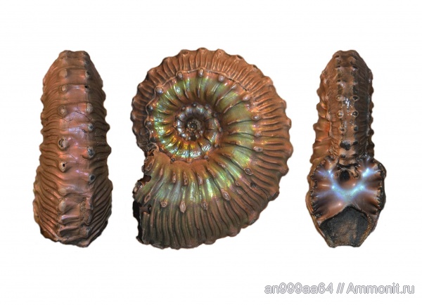 аммониты, Kosmoceras, прижизненные повреждения, Kosmoceratidae, Ammonites, Kosmoceras lithuanicum, ammonoid sublethal injuries