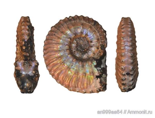 аммониты, юра, Kosmoceras, келловей, Kosmoceratidae, Ammonites, Callovian, Jurassic, Middle Jurassic, kosmoceras pollucinum