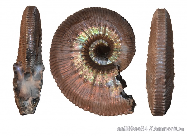 Kosmoceras, келловей, Kosmoceras posterior, Kosmoceratidae, Callovian, Middle Jurassic