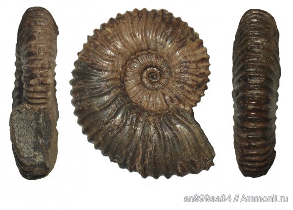 аммониты, Ammonites, Acanthohoplites