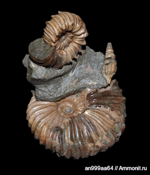 аммониты, гастроподы, Epicheloniceras, Ammonites, Parahoplites, Parahoplites melchioris