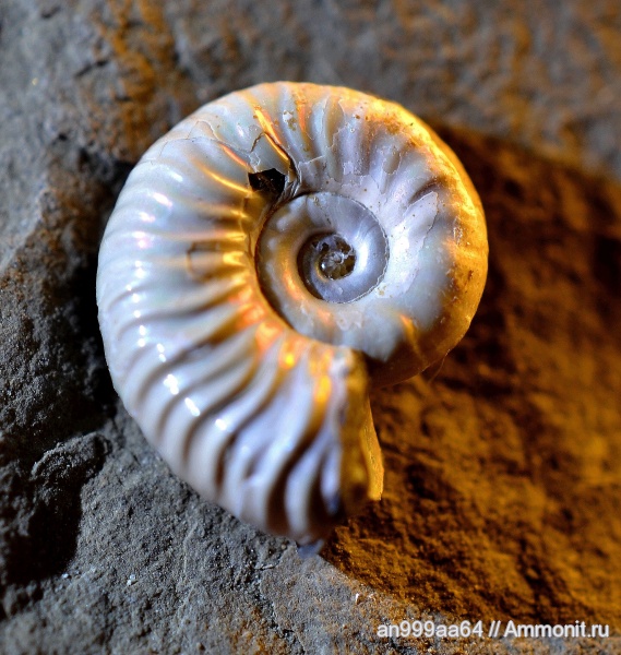 аммониты, Deshayesites, Ammonites, нижний апт