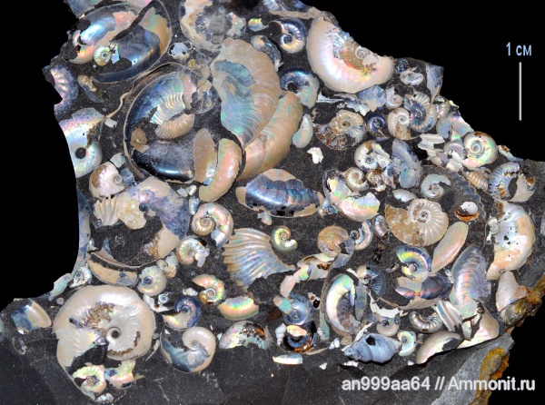 Deshayesites, Aconeceras, нижний апт, Aptian