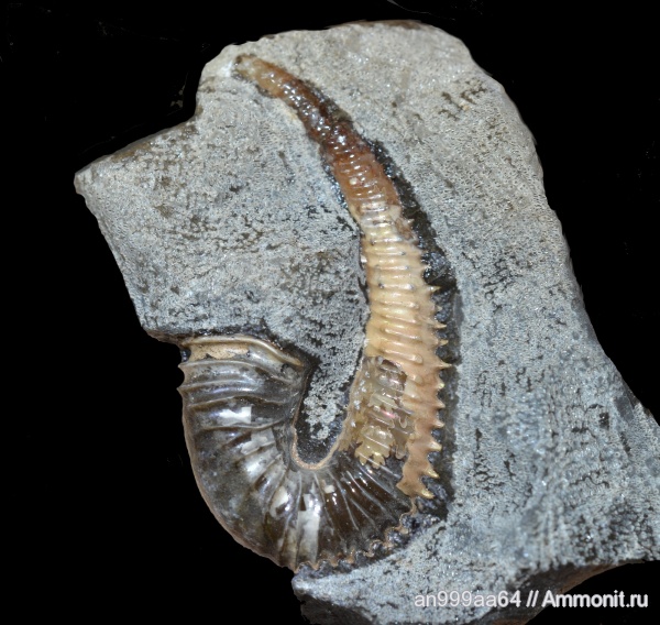 гетероморфные аммониты, устье, Volgoceratoides schilovkensis, Volgoceratoides, heteromorph ammonites