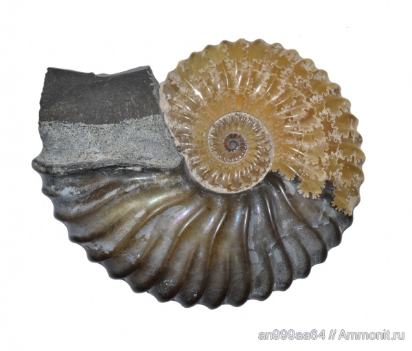 Deshayesites, Deshayesites deshayesi, устье, нижний апт, Deshayesitidae, Aptian