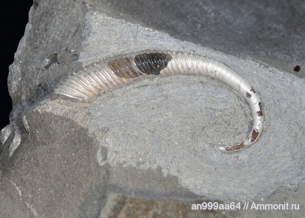 гетероморфные аммониты, Volgoceratoides schilovkensis, Volgoceratoides, heteromorph ammonites