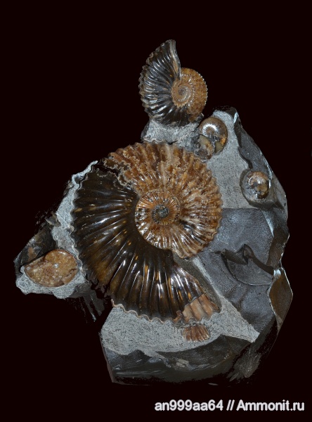 Deshayesites, апт, Deshayesites volgensis, Deshayesitidae, Aptian