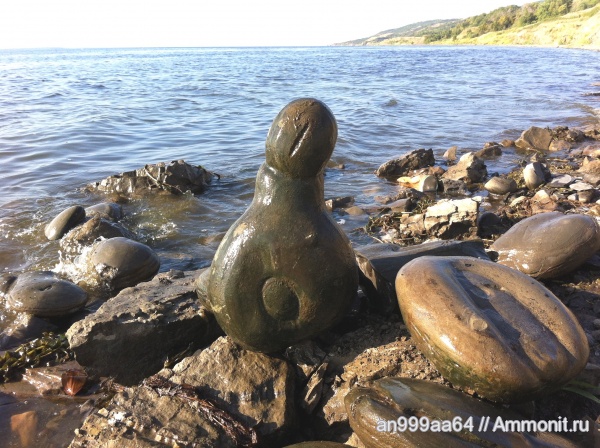 апт, псевдофоссилии, Хвалынский район, Aptian