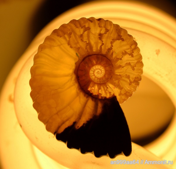 Deshayesites, апт, Deshayesitidae, Aptian