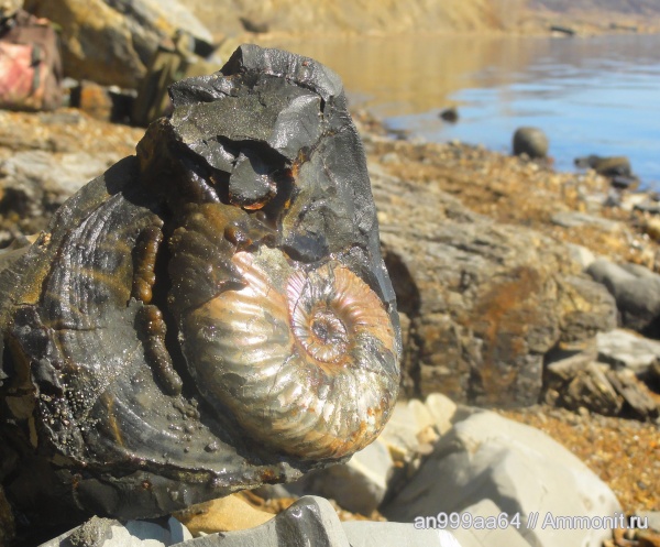 аммониты, Deshayesites, апт, Саратовская область, Ammonites, Aptian